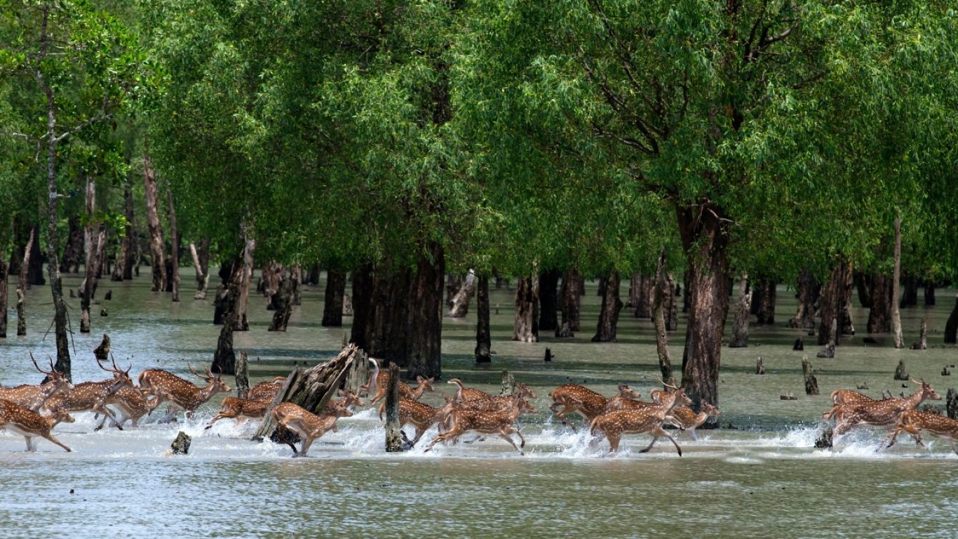 Sunderbans