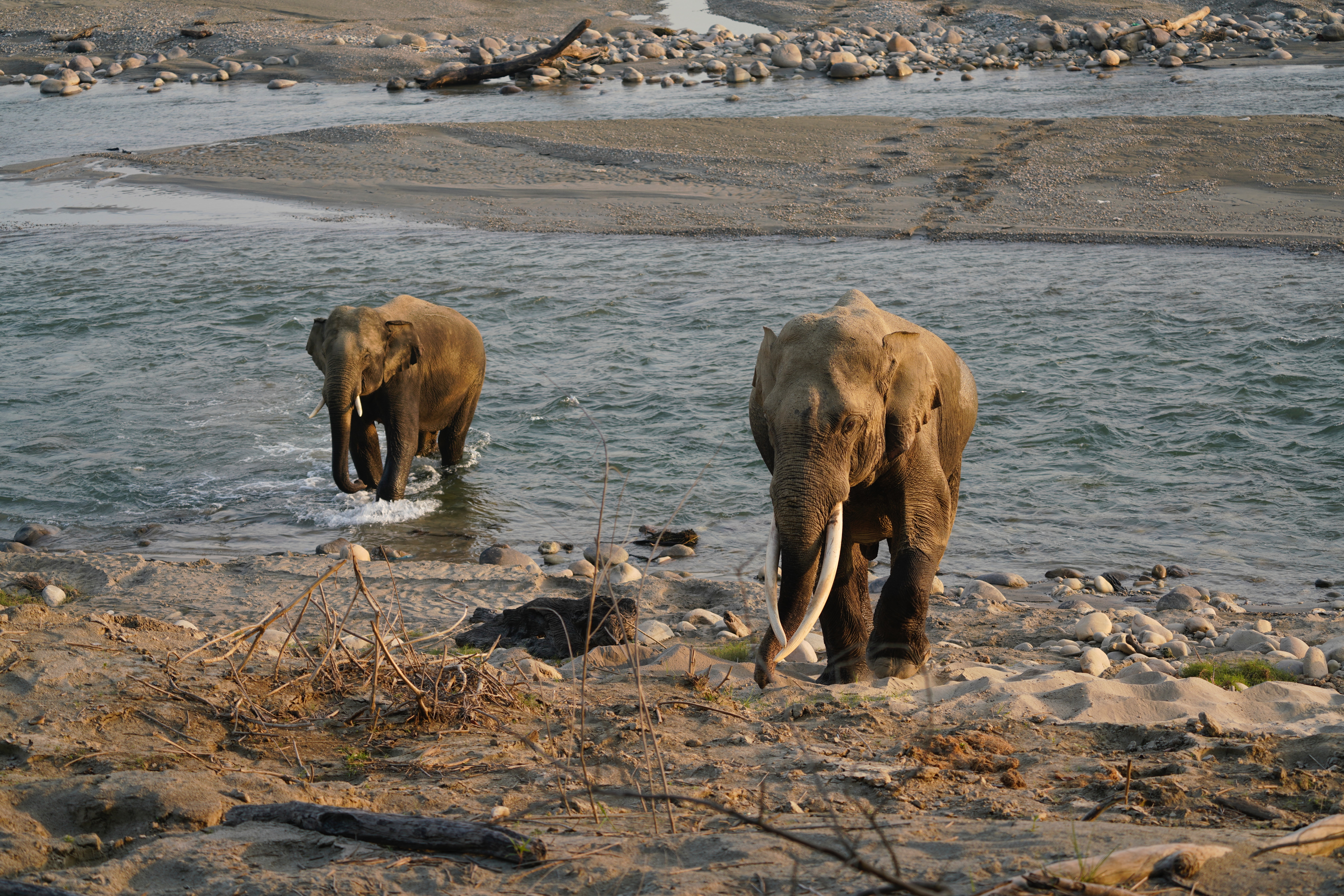 Jim Corbett