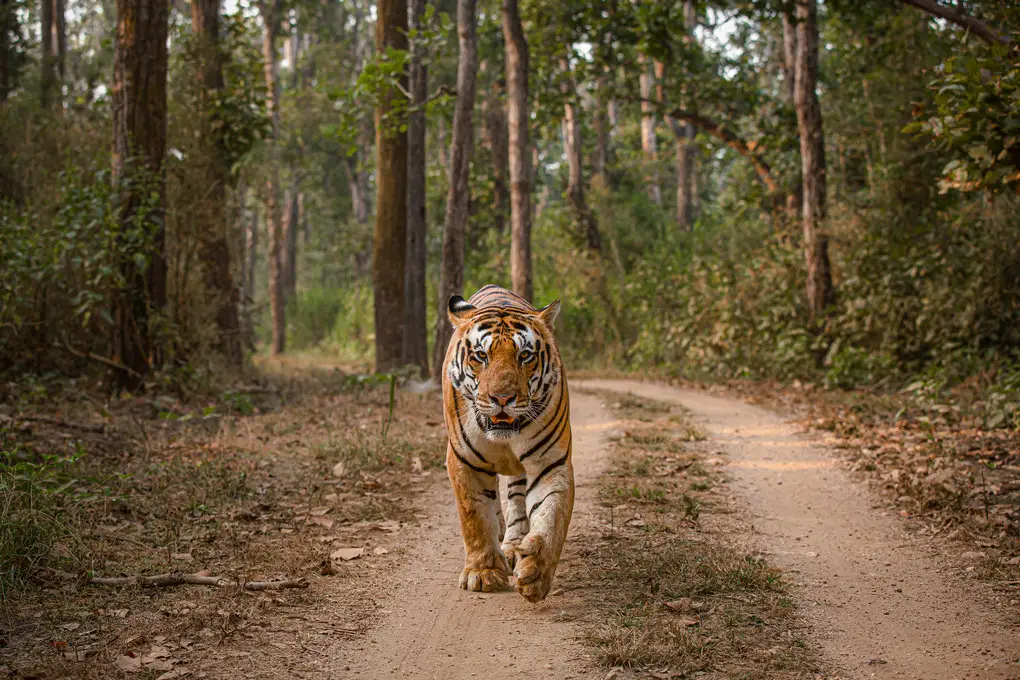 Kanha